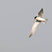 Least Tern